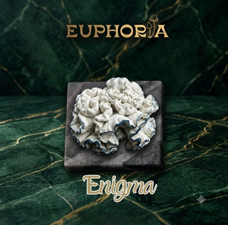 Macrodosis - Enigma